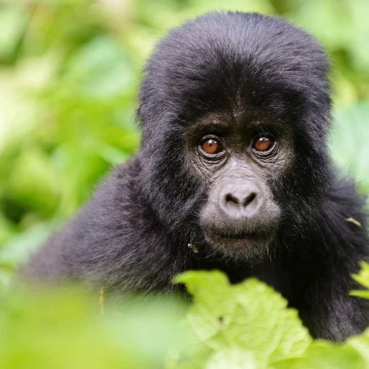 RWANDA, BURUNDI & UGANDA